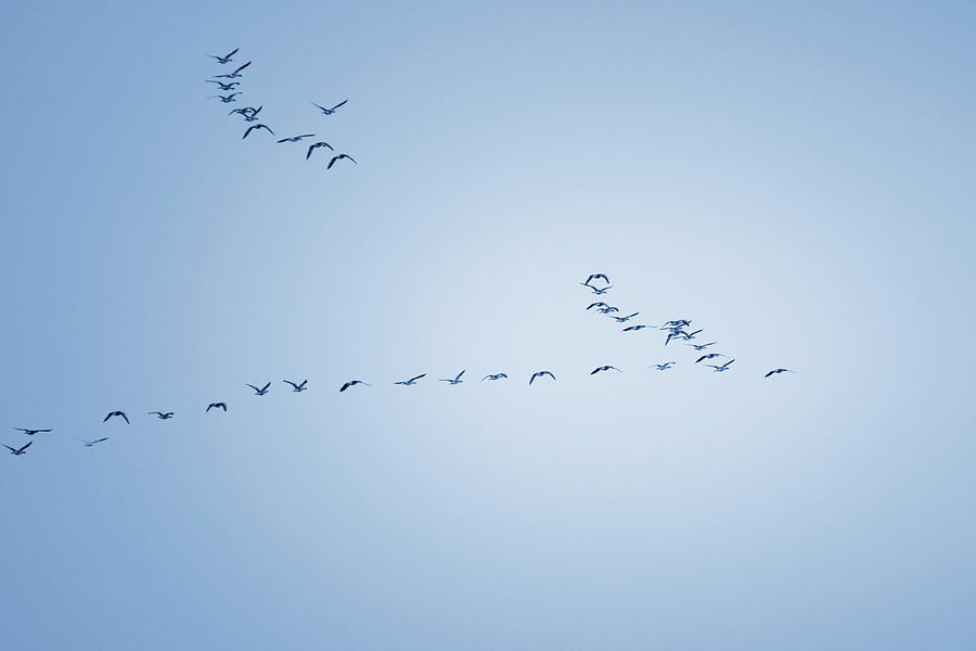Wild geese are flying in V-formation through the sky - monochrom Photograph by Ulrich Kunst And Bettina Scheidulin