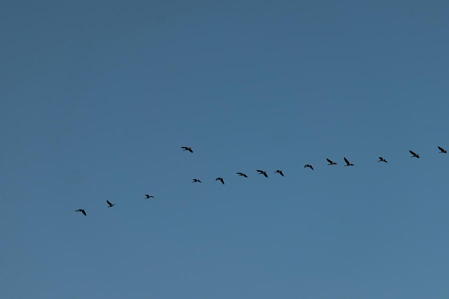 Geese Photograph - Wild Geese In Flight by Phil And Karen Rispin