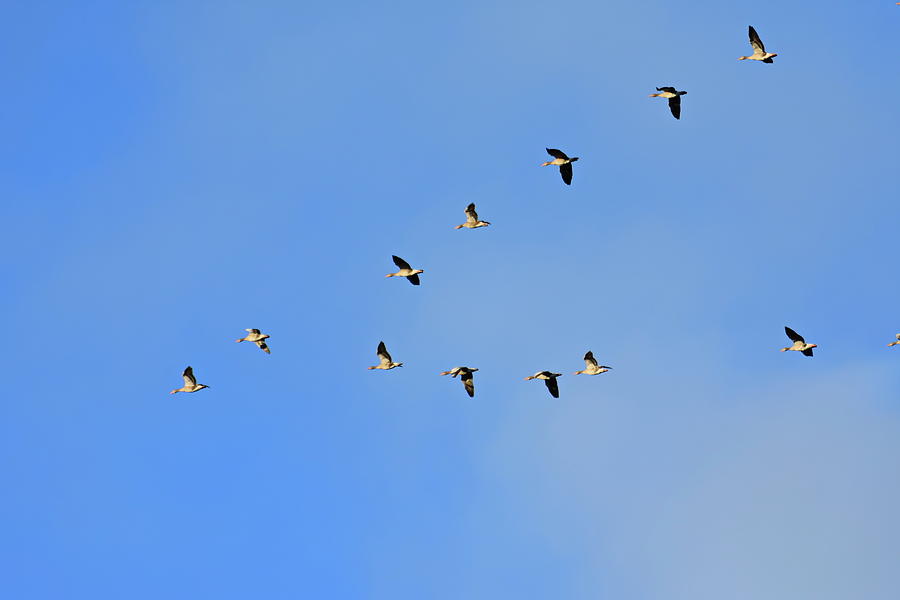 Wild geese sre flying in V-formation through the blue sky Photograph by Ulrich Kunst And Bettina Scheidulin