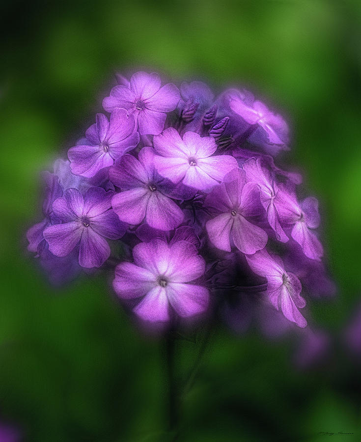Phlox Blossoms Aglow  Photograph by Marty Saccone