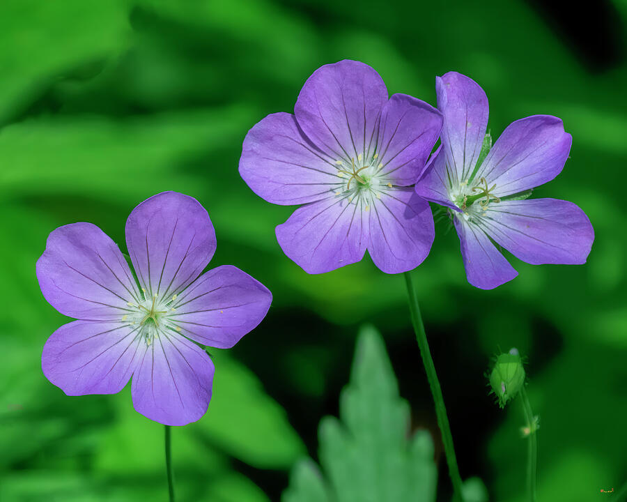 Wild Geranium or Spotted Cranesbill DFL1460 Photograph by Gerry Gantt Wild Geranium or Spotted Cranesbill DFL1460 Photograph by Gerry Gantt