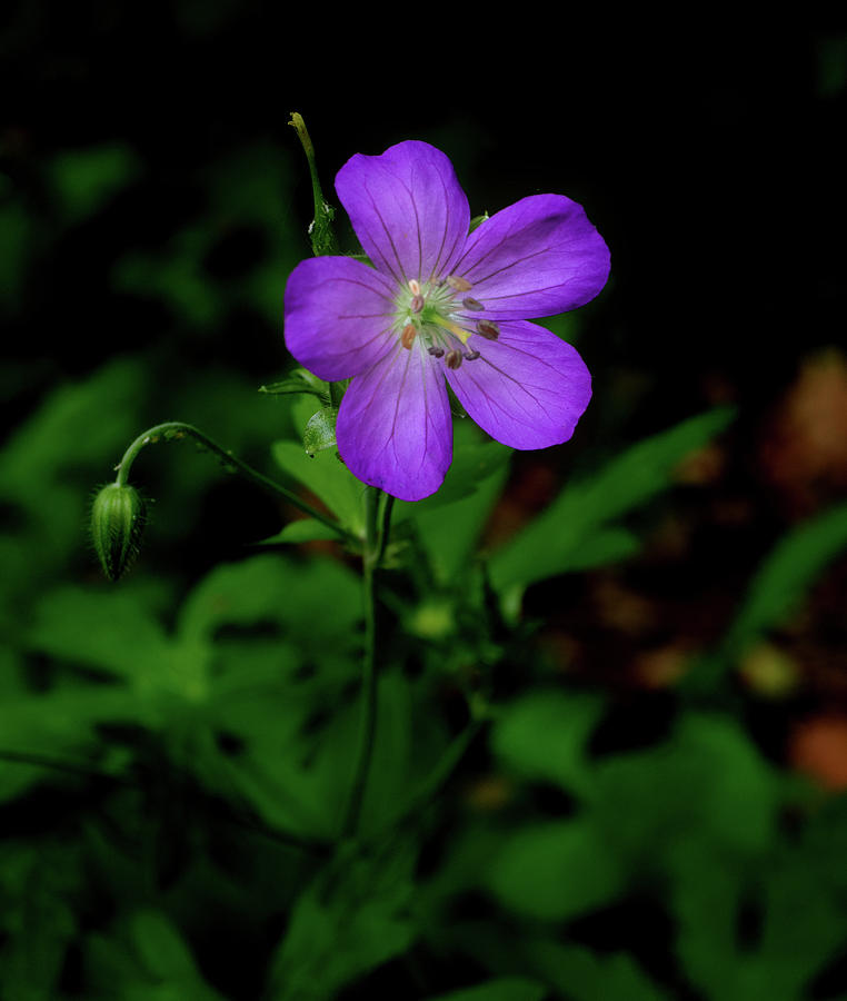 Wild Geranium with Five Petals Photograph by James C Richardson