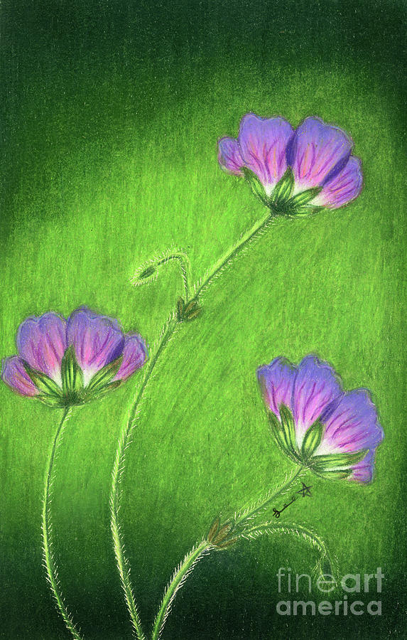 Wild Geraniums Painting by Dorothy Lee