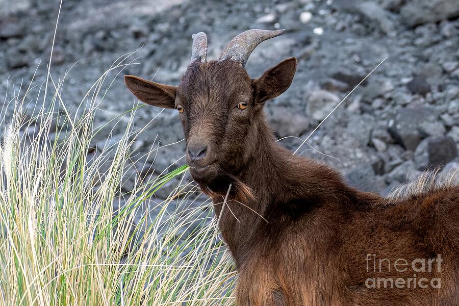 Goat Photograph - Wild Goat Grin by Jennifer Jenson
