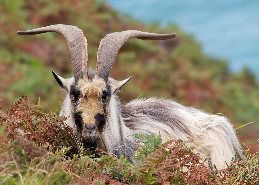Wild goat in Valley of Rocks Photograph by Photography by paulgmccabe