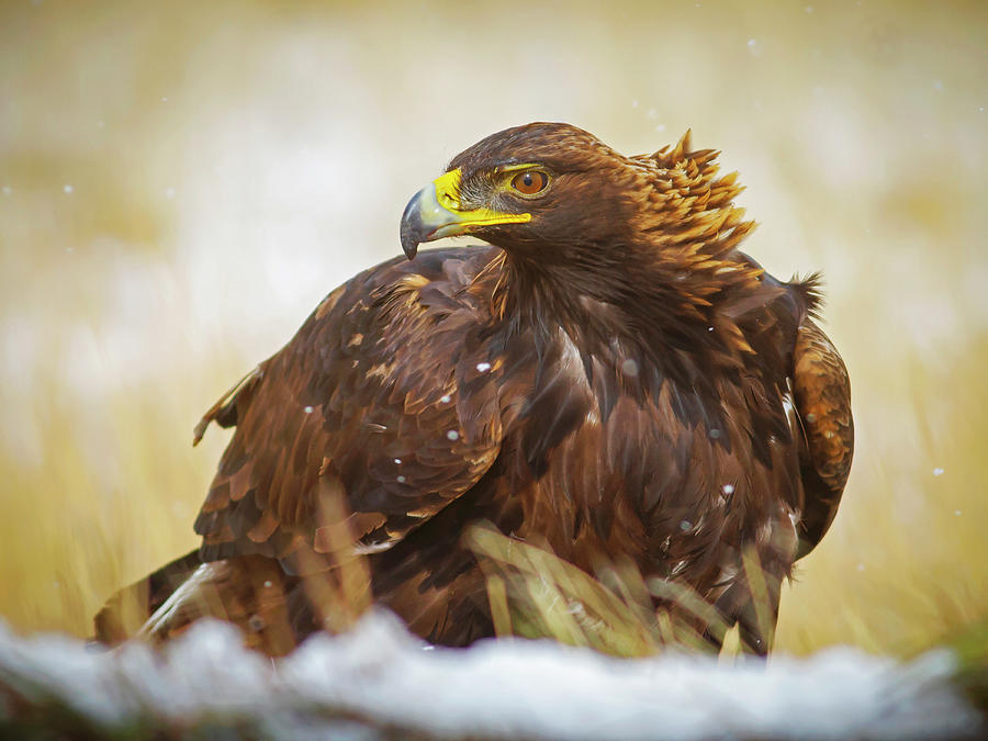 Wild Golden Eagle Portriat  Photograph by Mark Miller