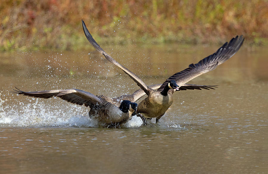 Wild Goose Chase Photograph by Art Cole