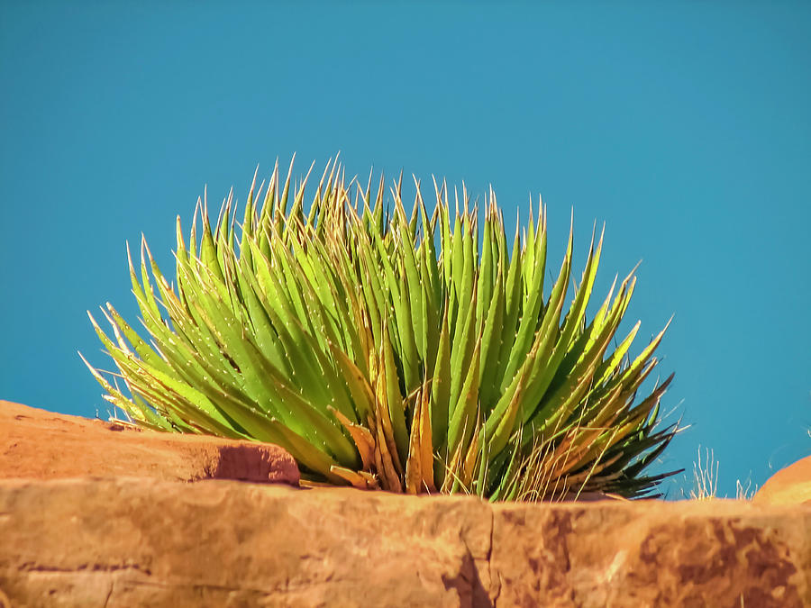 Wild Grand Canyon Agave Photograph by Pheasant Run Gallery
