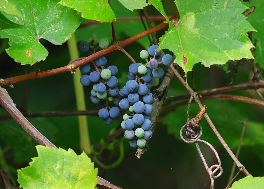 Wild Grapes On The Vine Photograph