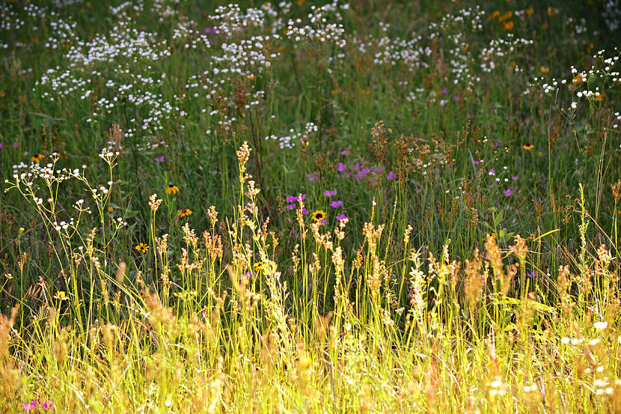 Wild Grass and Wild Flowers Photograph by Gaby Ethington - Fine Art America