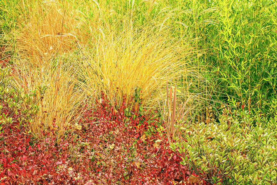 Wild Grass In Autumn-001-C Photograph by David Allen Pierson Wild Grass In Autumn-001-C Photograph by David Allen Pierson