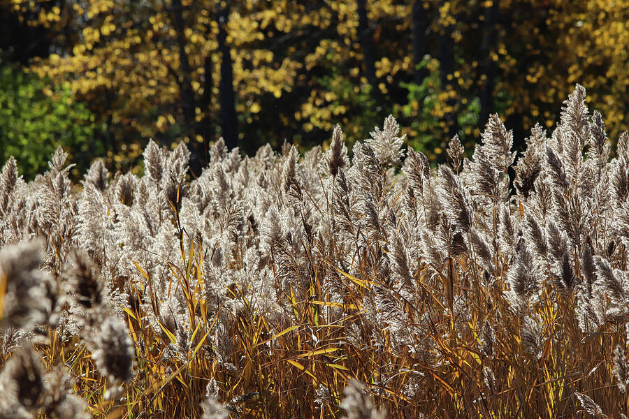 Wild Grass In Autumn Photograph