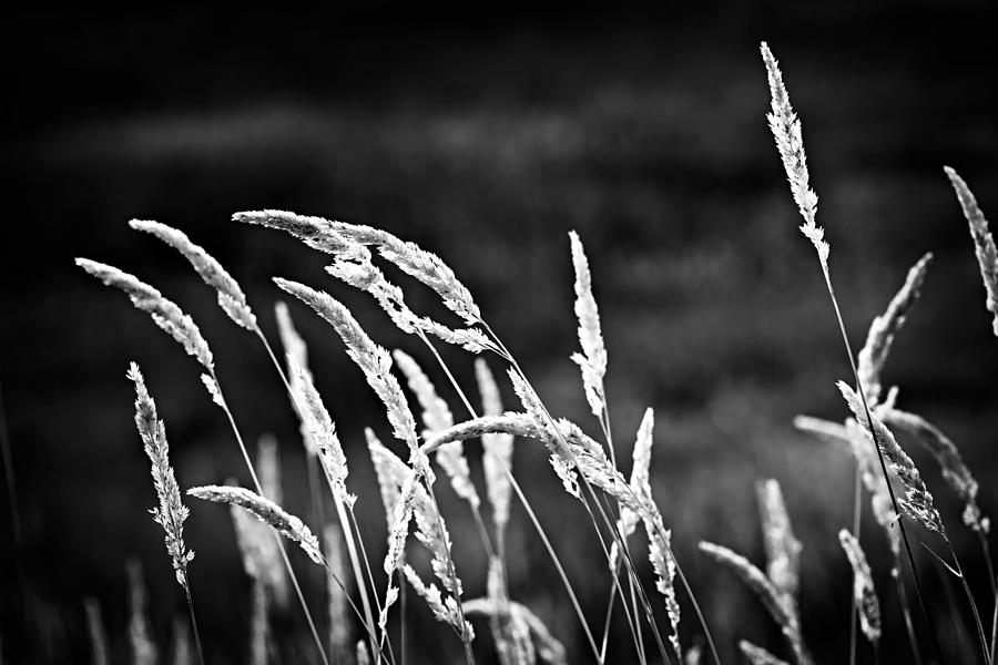 Summer Photograph - Wild grass in black and white by Elena Elisseeva