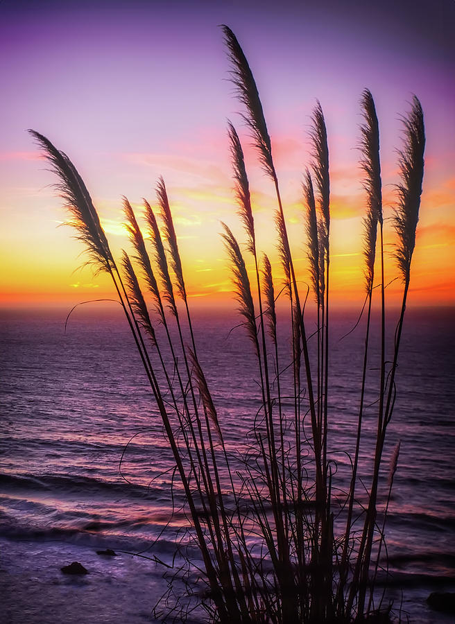 Wild Grass in Silhouette - Big Sur California Sunset Photograph by Jennifer Rondinelli Reilly - Fine Art Photography