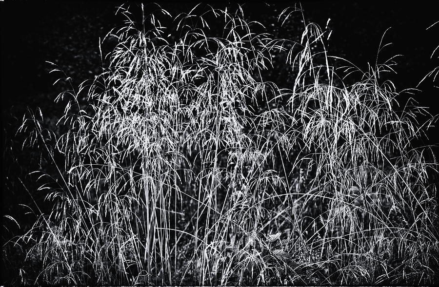 Wild Grass Monochrome Photograph by Jeff Townsend