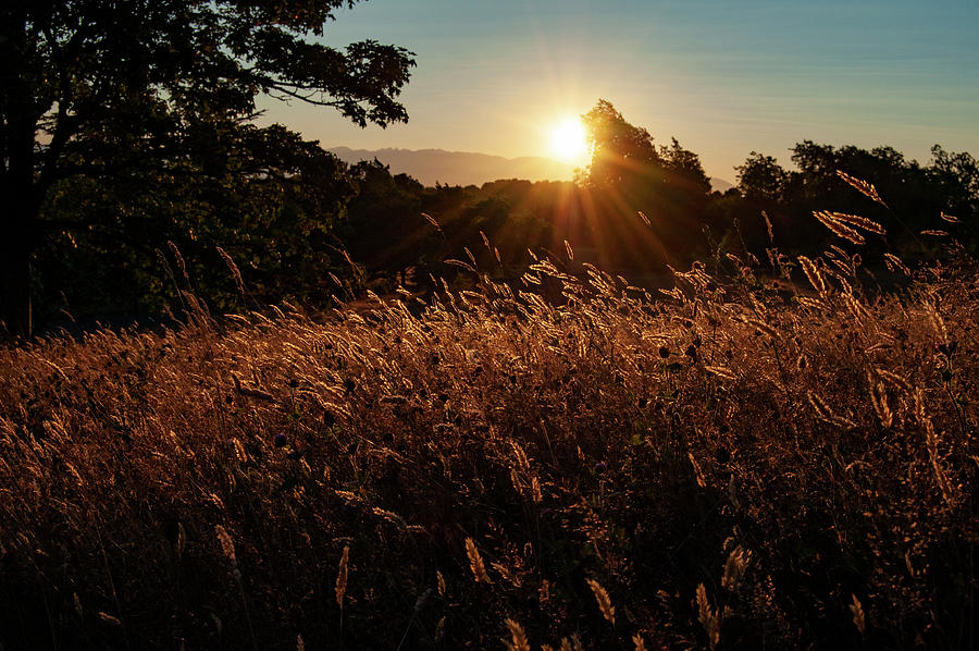 Wild Grass Sunset Photograph