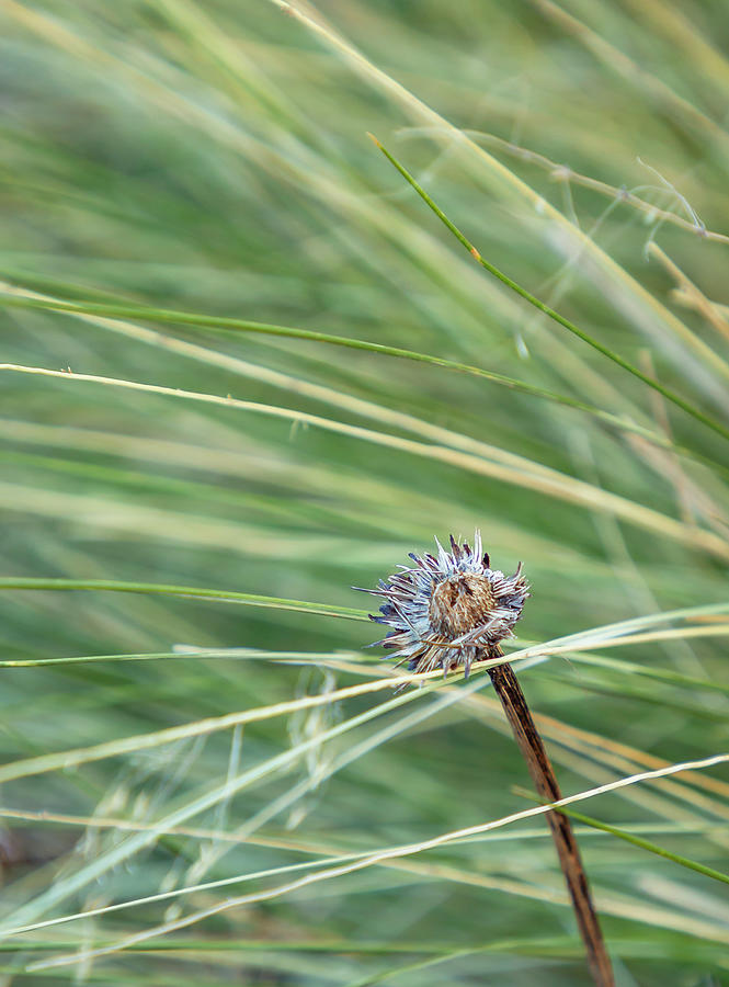 Wild Grasses and Prickly Flower Photograph by Cate Franklyn