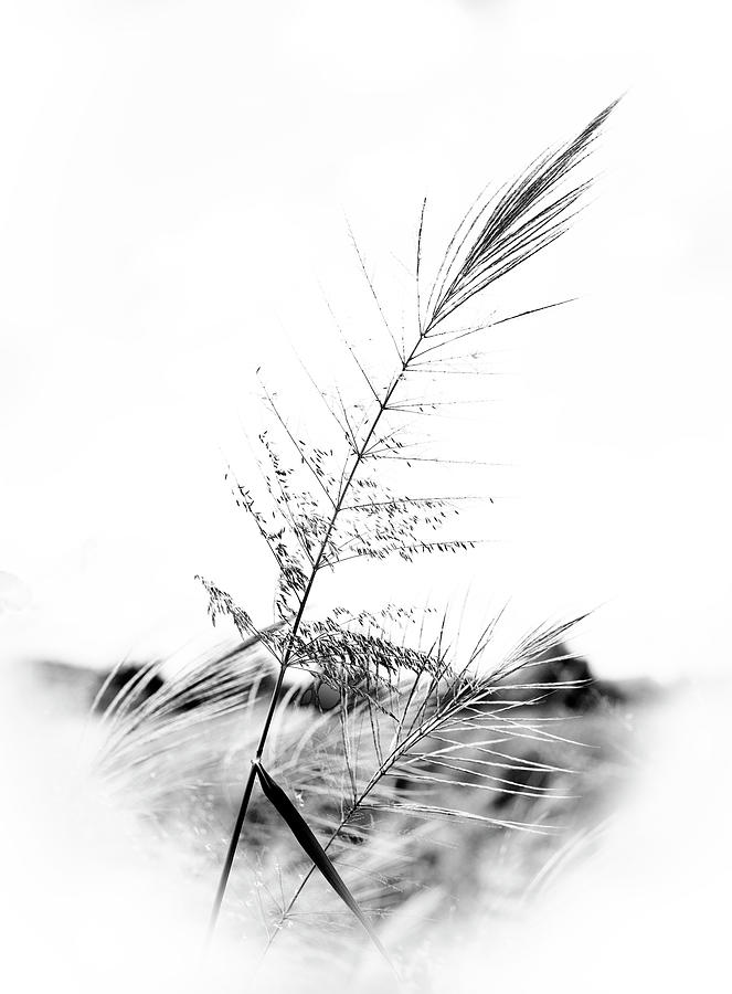 Wild Grasses BW Photograph by Judy Wolinsky
