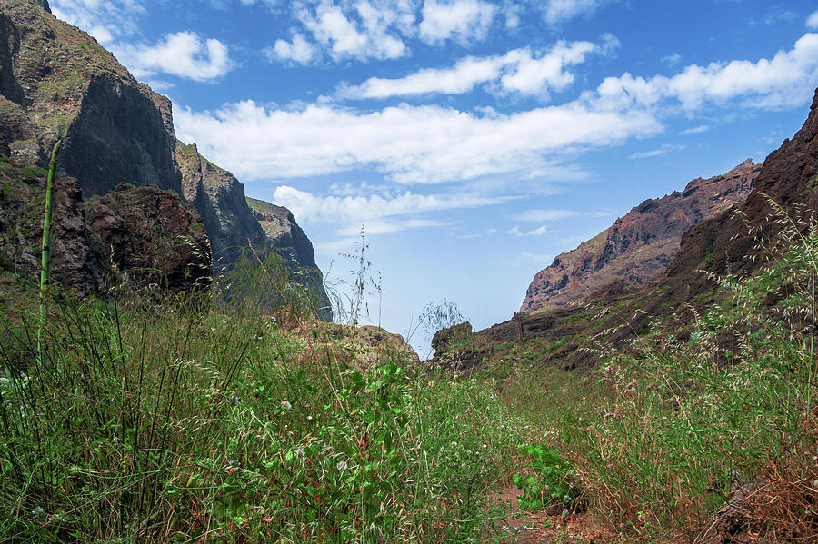 Wild Grasses In The Masca Gorge Photograph