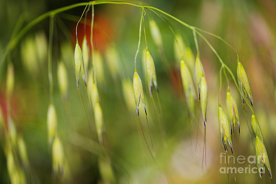 Needle Grass  Photograph by Joy Watson