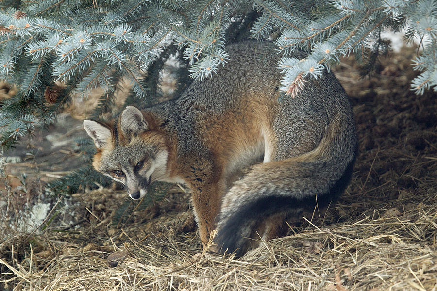 Wild gray fox stretches under blue spruce pine tree Colorado foothills Photograph by Milehightraveler