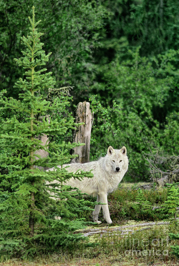 Wild Gray Wolf In Boreal Forest Northwest Territories Canada Photograph by Dave Welling