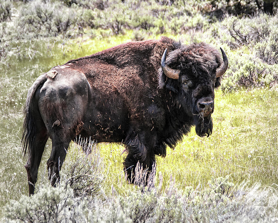 Wild Grazing Bison Photograph by Jerry Cowart