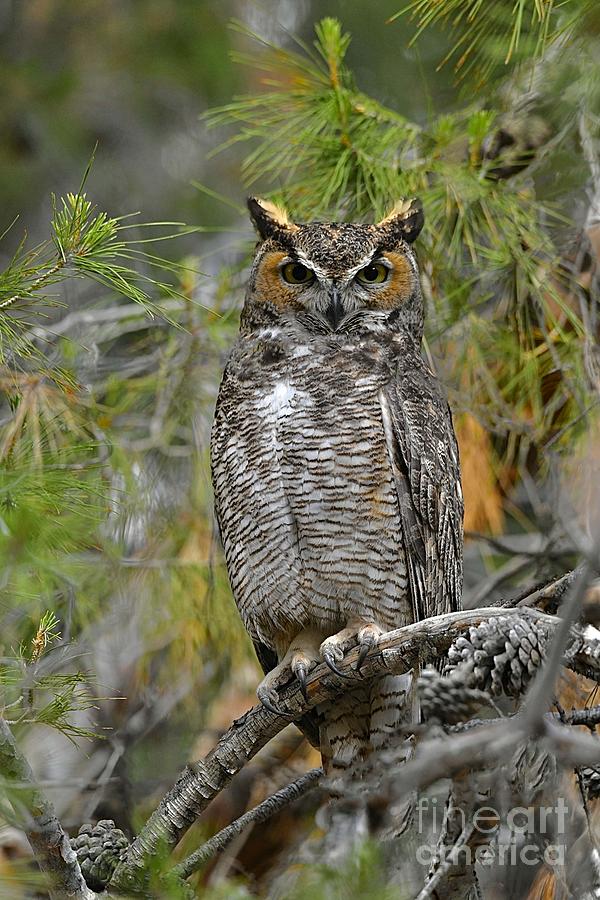 Wild Great Horned Owl Digital Art by Tammy Keyes