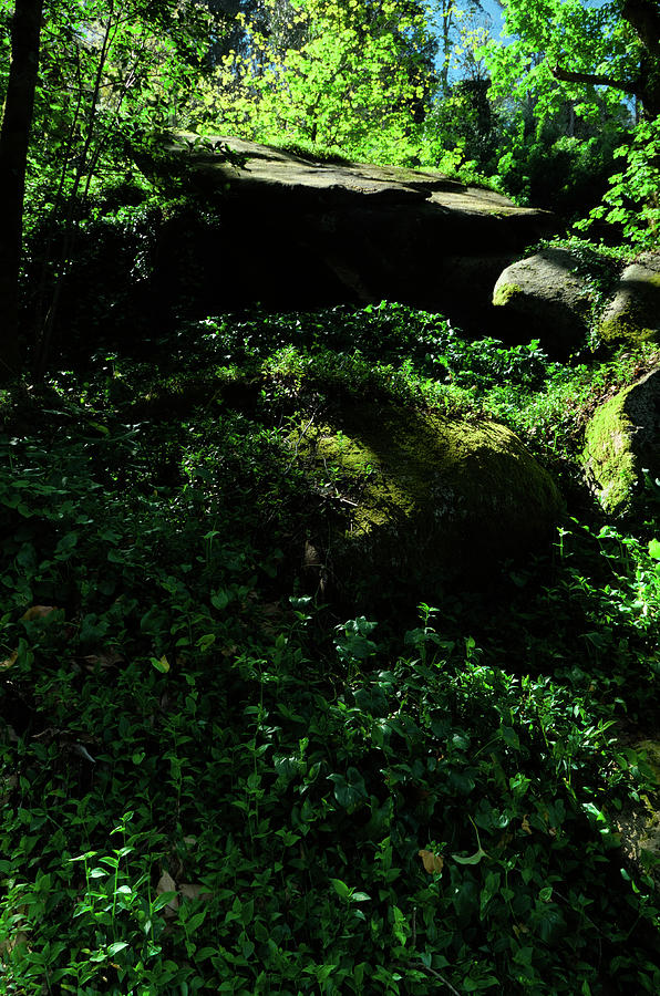 Wild Green in Sintra 2 Photograph by Angelo DeVal
