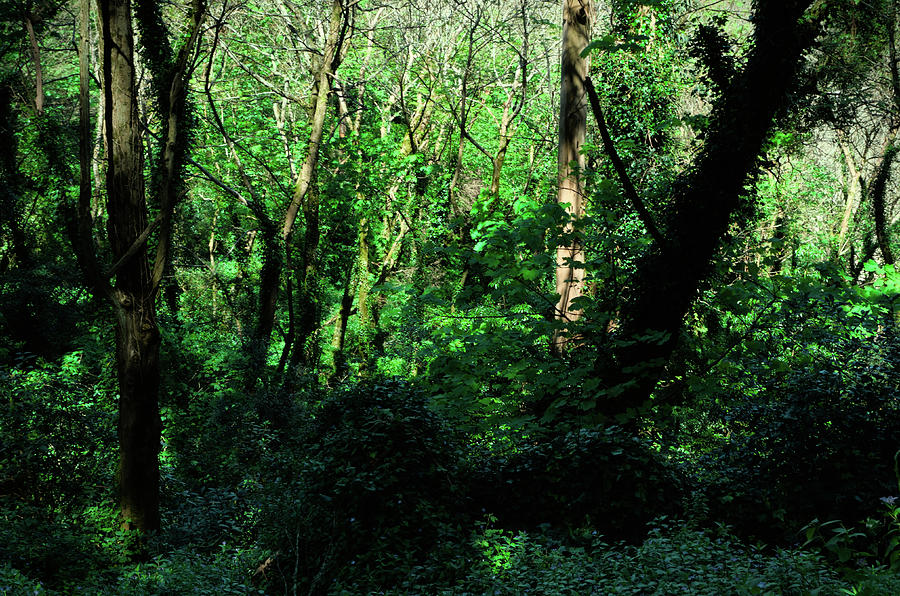 Wild Green in Sintra Photograph by Angelo DeVal