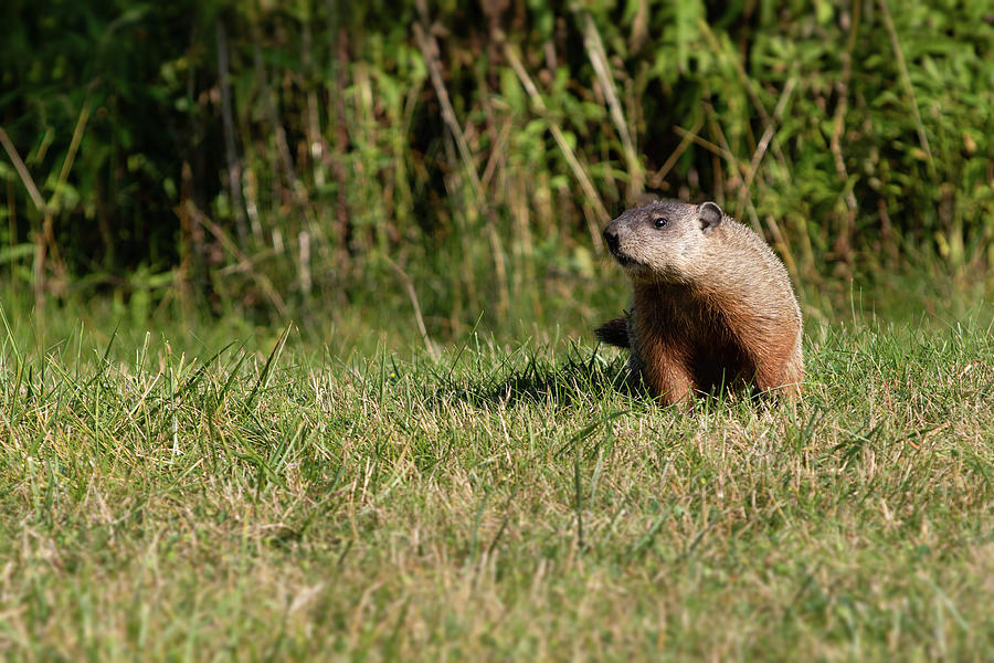 Wild Groundhog Squirrel Woodchuck Marmota Monax Marmot Photograph by ...