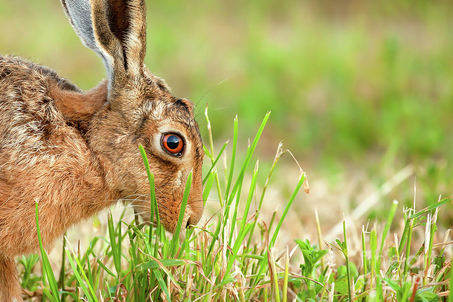 Wild hare in amazing close up detail Photograph by Simon Bratt