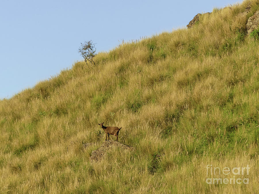 Wild Hawaiian Goat Photograph by Teresa A and Preston S Cole ...