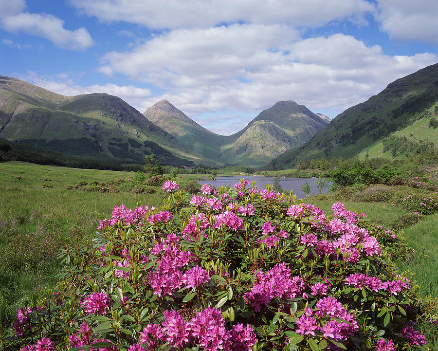 Wild Heather Growing in the Scottish Highlands Photograph by Abel