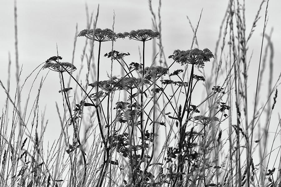 Wild Herbs in Black and White Photograph by Maria Meester