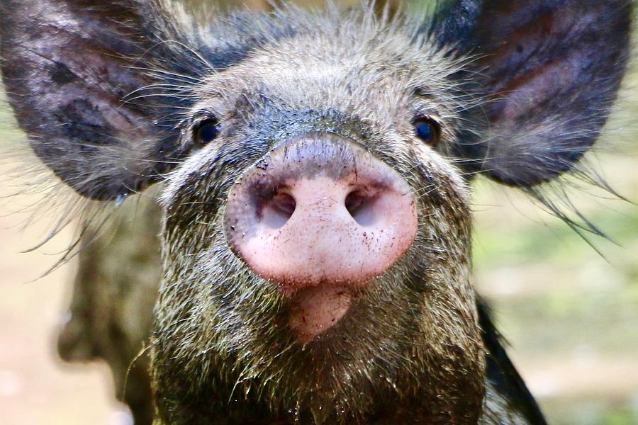 Wild Hog Face Photograph By Bays Creek J Burritt Fine Art America