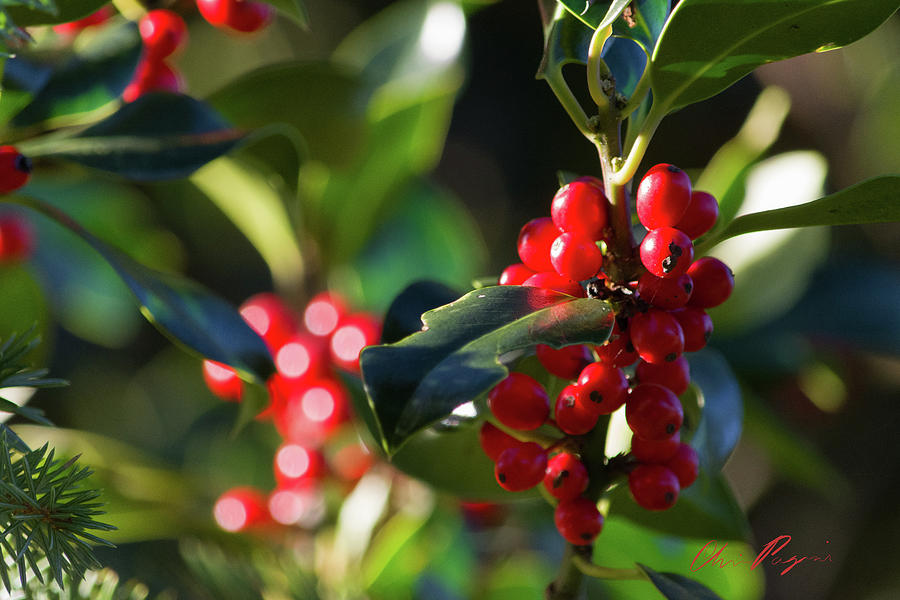 Wild Holly Christmas Close-up Photograph by Chriss Pagani