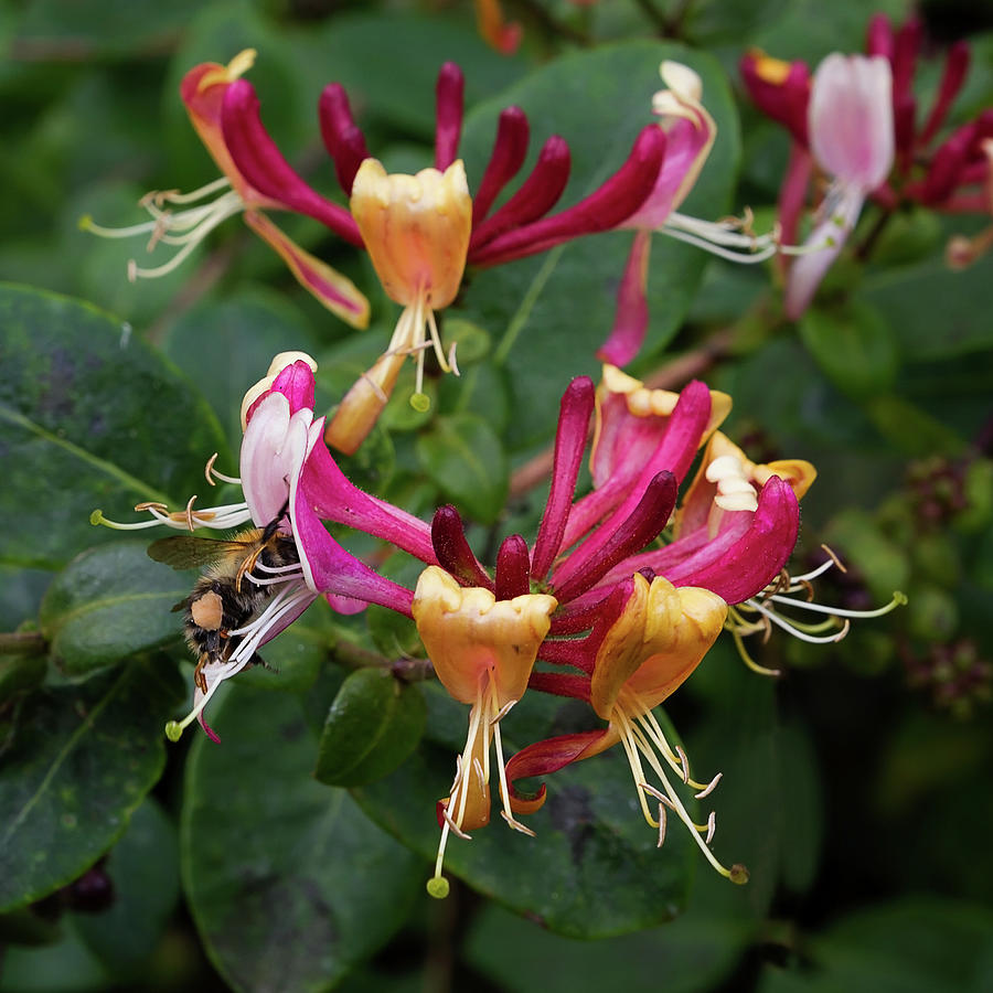 Wild Honeysuckle Photograph by Shirley Mitchell