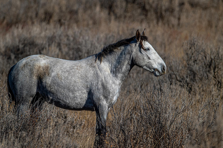 Nature Photograph - Wild Horse 112023 by Paul Freidlund