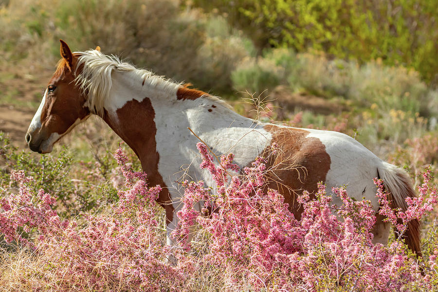 Wild  Horse and Desert Peach Photograph by Marc Crumpler