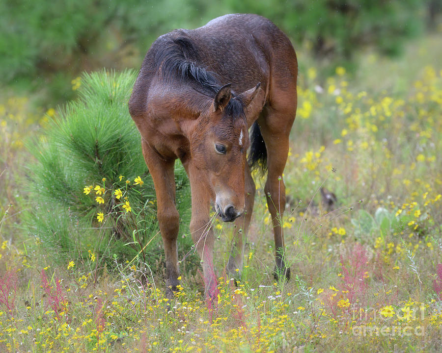 Wild Horse and Wild Flowers Photograph by Lisa Manifold