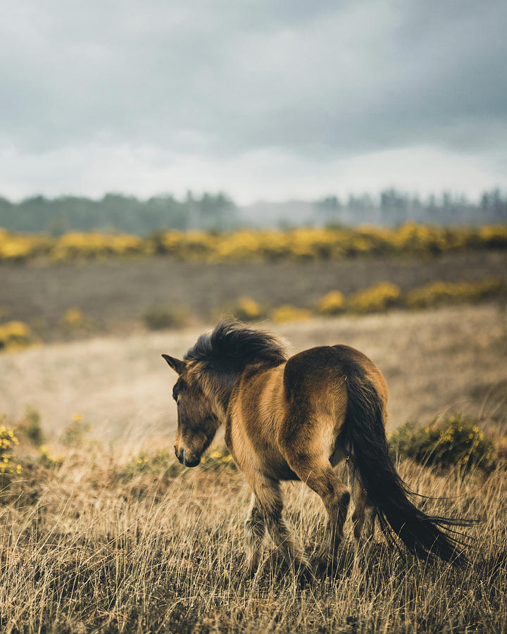 Wild - Horse Art Photograph by Lisa Saint