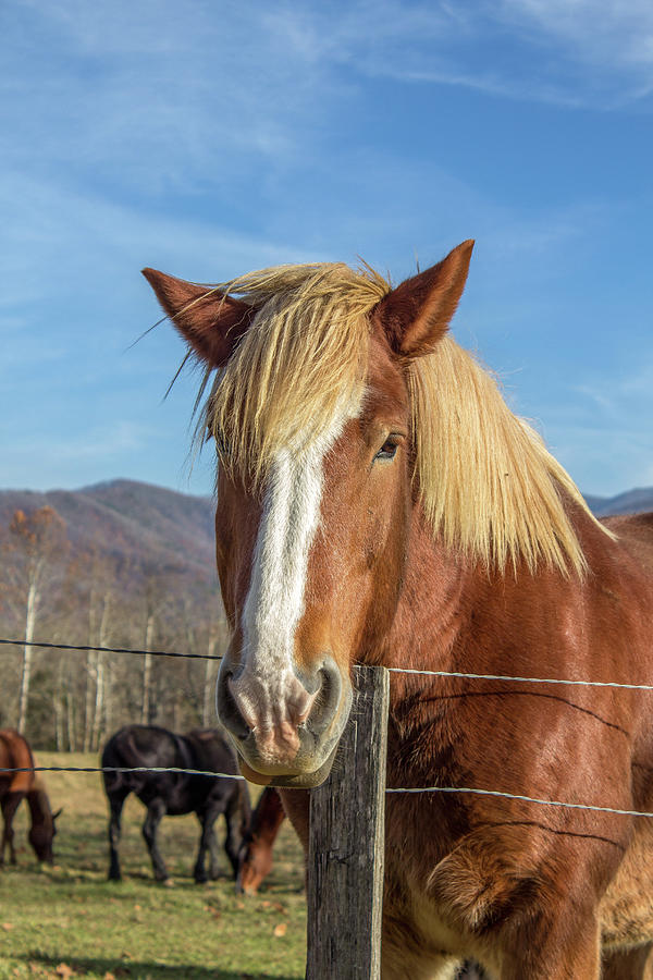 Wild Horse at Cades Cove in the Great Smoky Mountain National Park Photograph by Peter Ciro