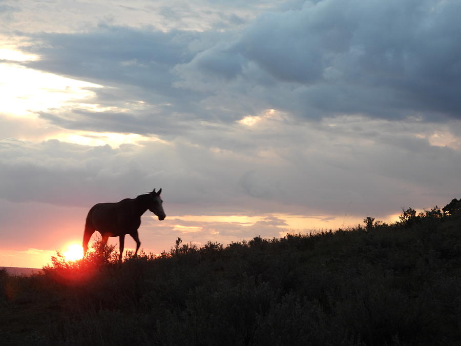 Wild Horse at Sun Down 1 Photograph by Amanda R Wright