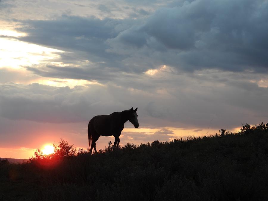 Wild Horse at Sun Down 2 Photograph by Amanda R Wright