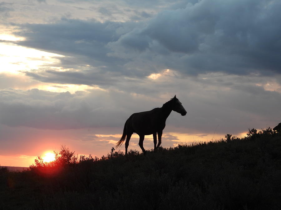 Wild Horse at Sun Down 3 Photograph by Amanda R Wright