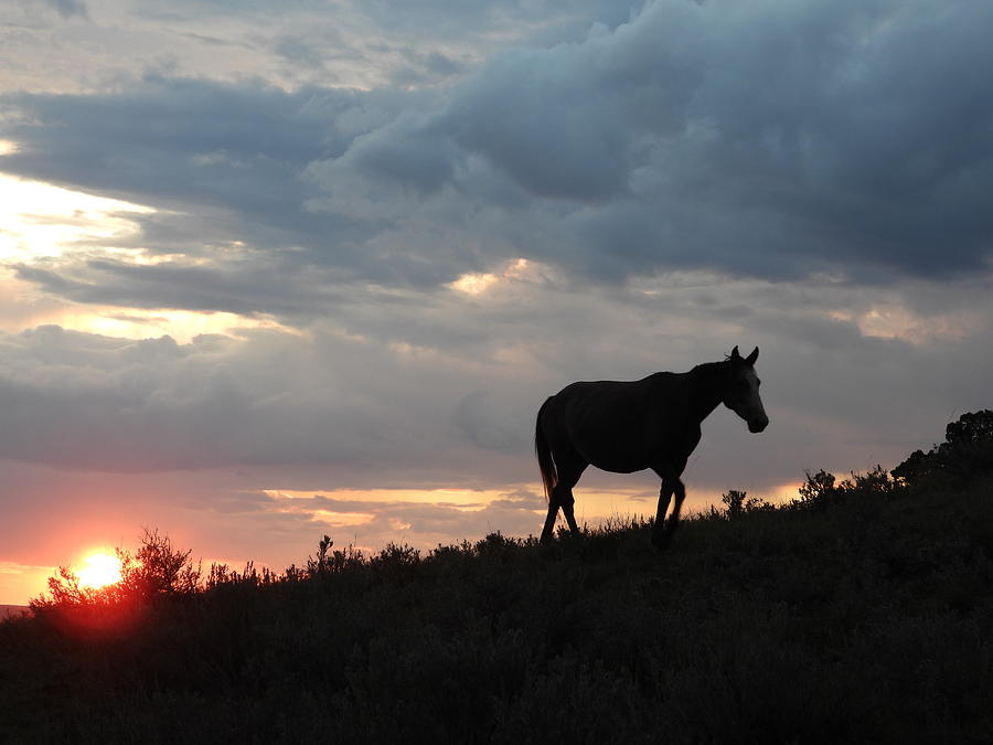 Wild Horse at Sun Down 4 Photograph by Amanda R Wright