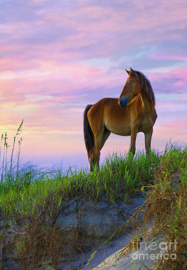 Wild Horse at Sunrise in North Carolina Photograph by Diane Diederich