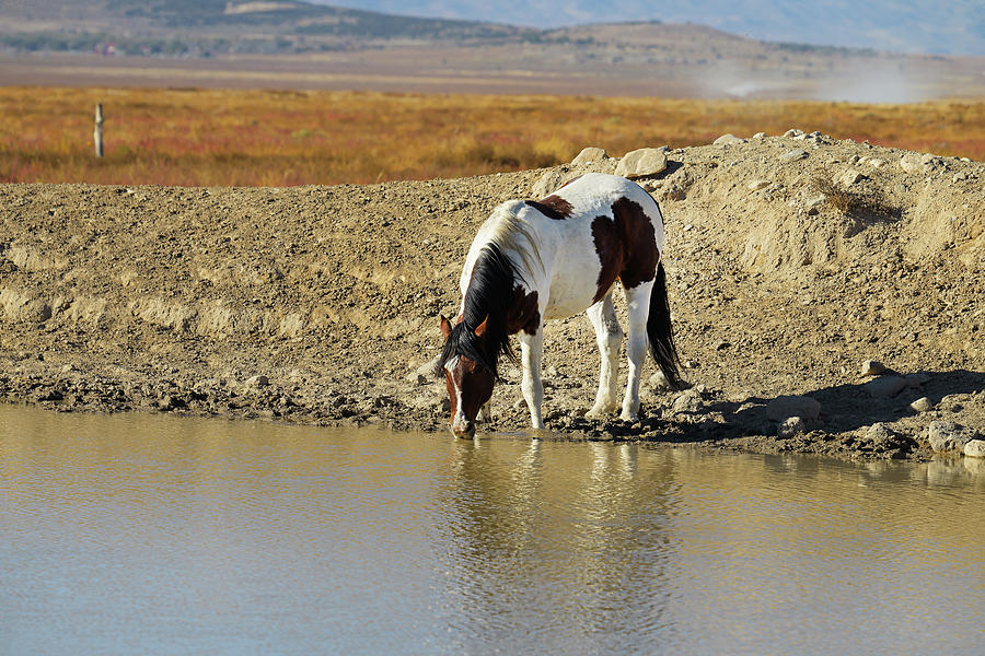 Wild Horse at the Waterhole Photograph by Fon Denton