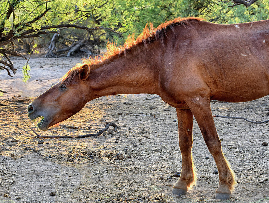 Wild Horse bellows Photograph by Dave Dilli